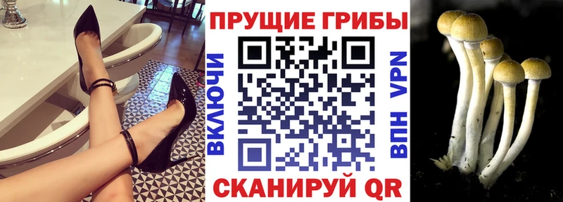 Галлюциногенные грибы Psilocybine cubensis  Приозерск 